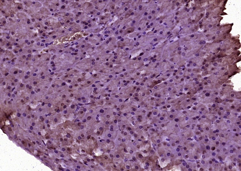 Anti-Ubiquitin Polyclonal Antibody