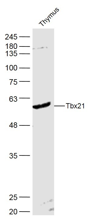 Anti-TBX21 Polyclonal Antibody