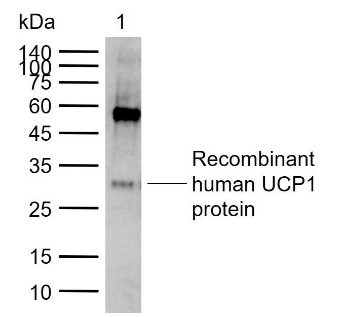 Anti-UCP1 Polyclonal Antibody