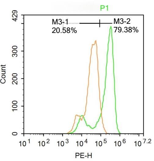 Anti-TRIB3 Polyclonal Antibody