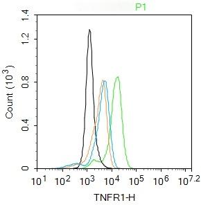 Anti-TNFR1/CD120a/TNFRSF1A Polyclonal Antibody