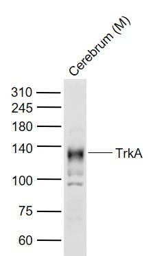 Anti-TrkA Polyclonal Antibody