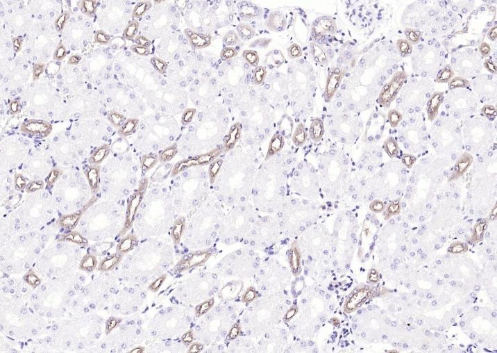 Anti-Uromodulin/Umod Polyclonal Antibody