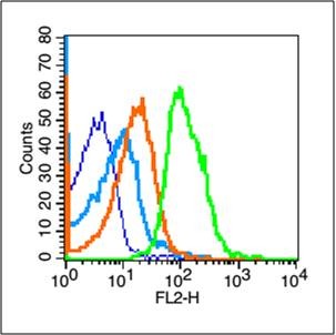 Anti-TERT Polyclonal Antibody