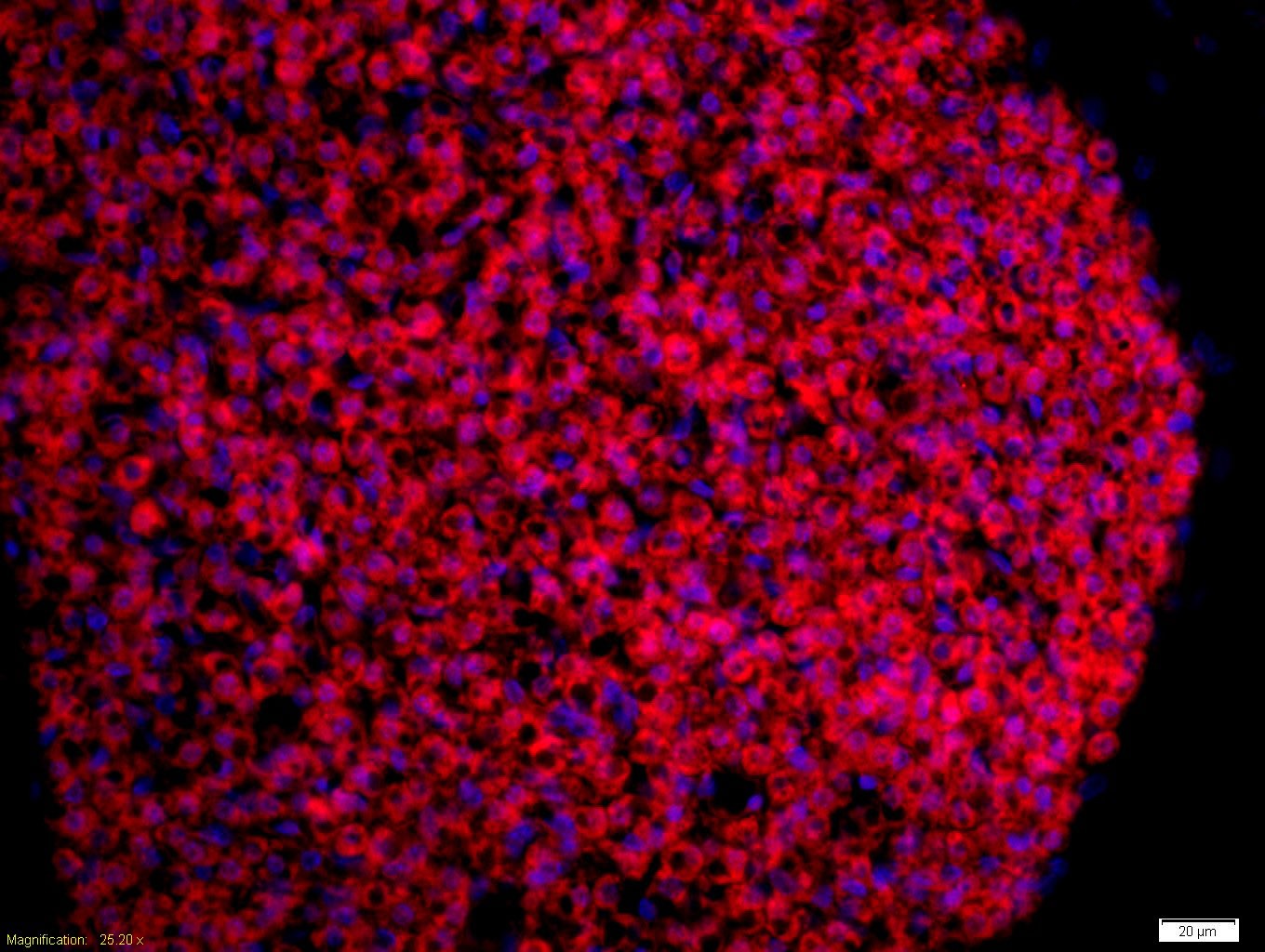 Anti-TrkA Polyclonal Antibody