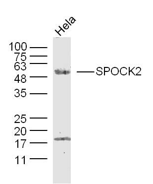Anti-Testican-2 Polyclonal Antibody