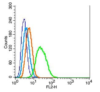 Anti-TrkB Polyclonal Antibody