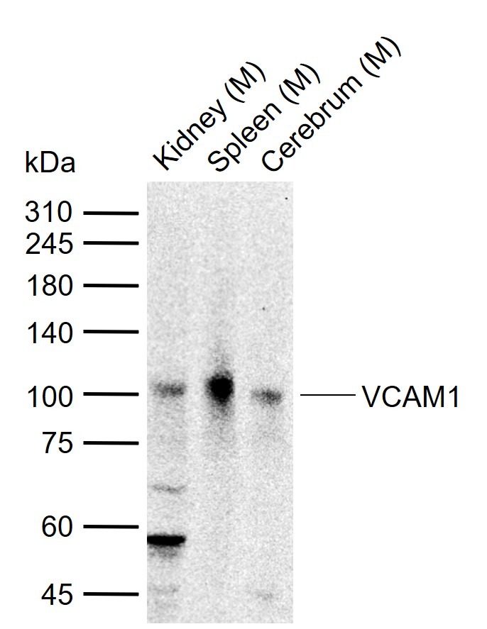 Anti-VCAM-1 Polyclonal Antibody