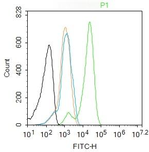 Anti-TERT Polyclonal Antibody
