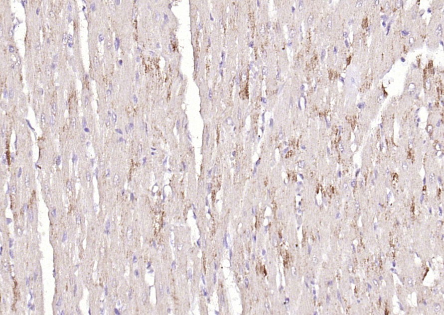 Anti-Tenomodulin Polyclonal Antibody