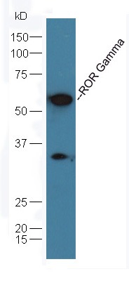Anti-RORC Polyclonal Antibody 2