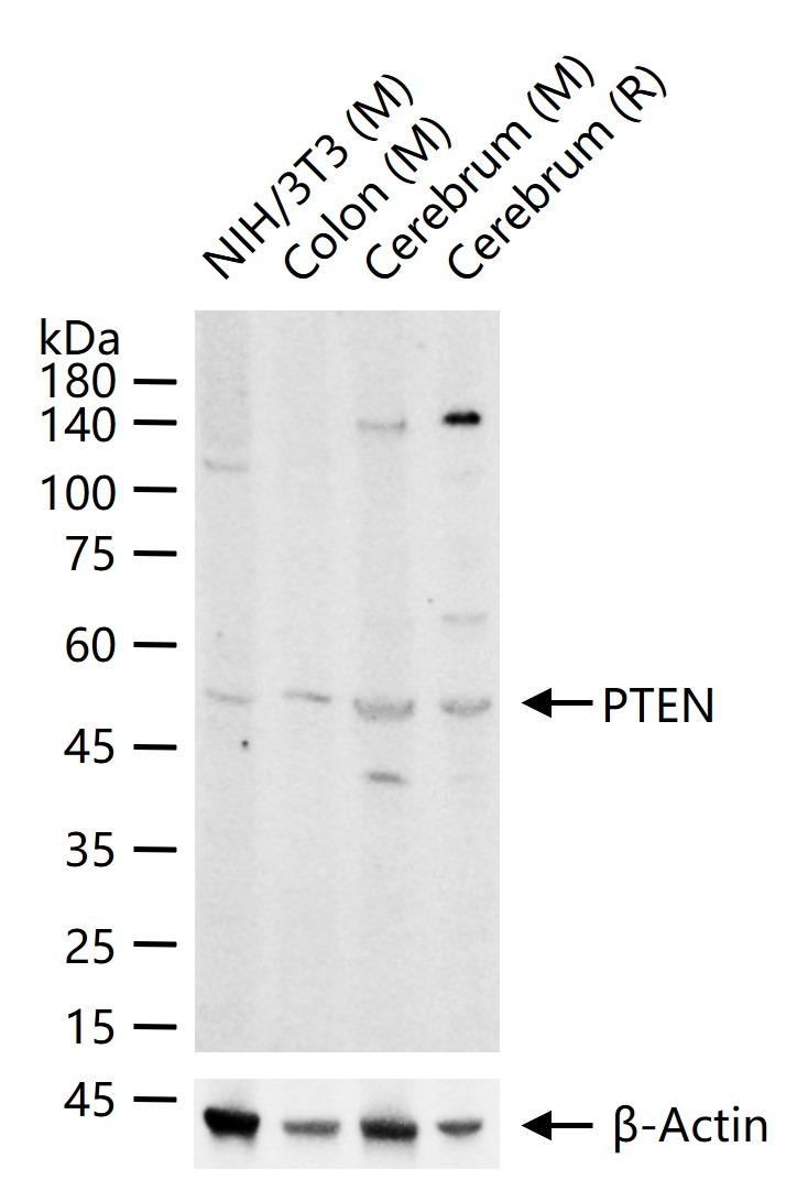 Anti-PTEN Polyclonal Antibody