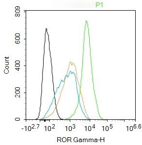 Anti-RORC Polyclonal Antibody 2