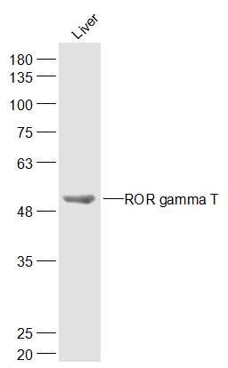 Anti-RORC Polyclonal Antibody