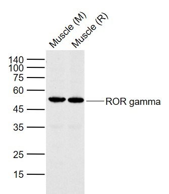 Anti-RORC Polyclonal Antibody