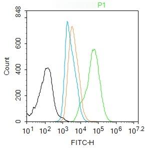 Anti-RUNX2 Polyclonal Antibody