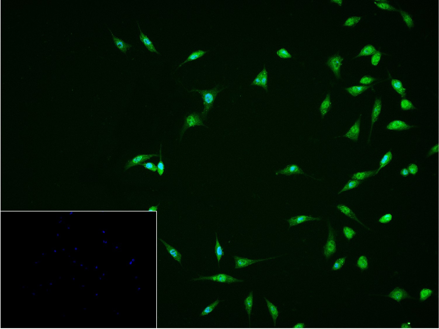 Anti-PPARGC1A Polyclonal Antibody