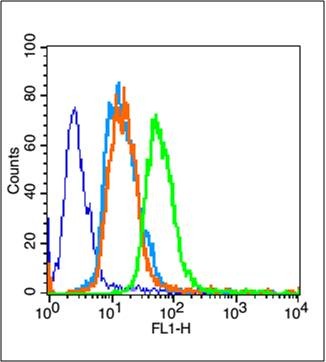 Anti-PPAR gamma/PPARG Polyclonal Antibody 2