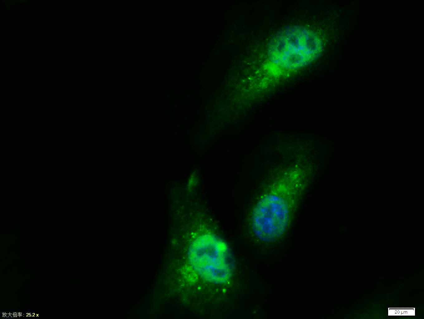 Anti-PPAR gamma/PPARG Polyclonal Antibody