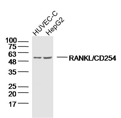 Anti-RANKL/TNFSF11/CD254 Polyclonal Antibody