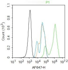 Anti-PPAR gamma/PPARG Polyclonal Antibody
