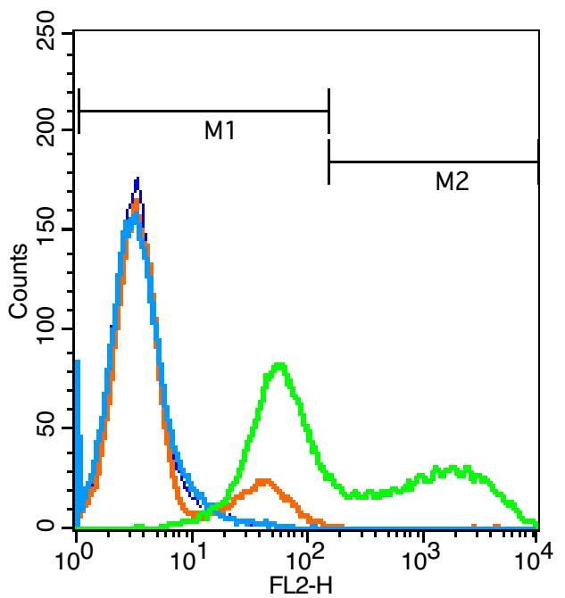 Anti-RANK/TNFRSF11A Polyclonal Antibody