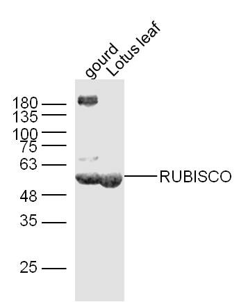 Anti-RuBisCO Polyclonal Antibody