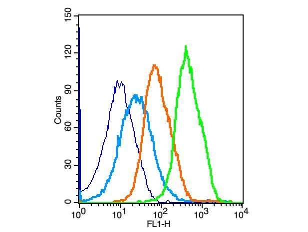Anti-RANKL/TNFSF11/CD254 Polyclonal Antibody