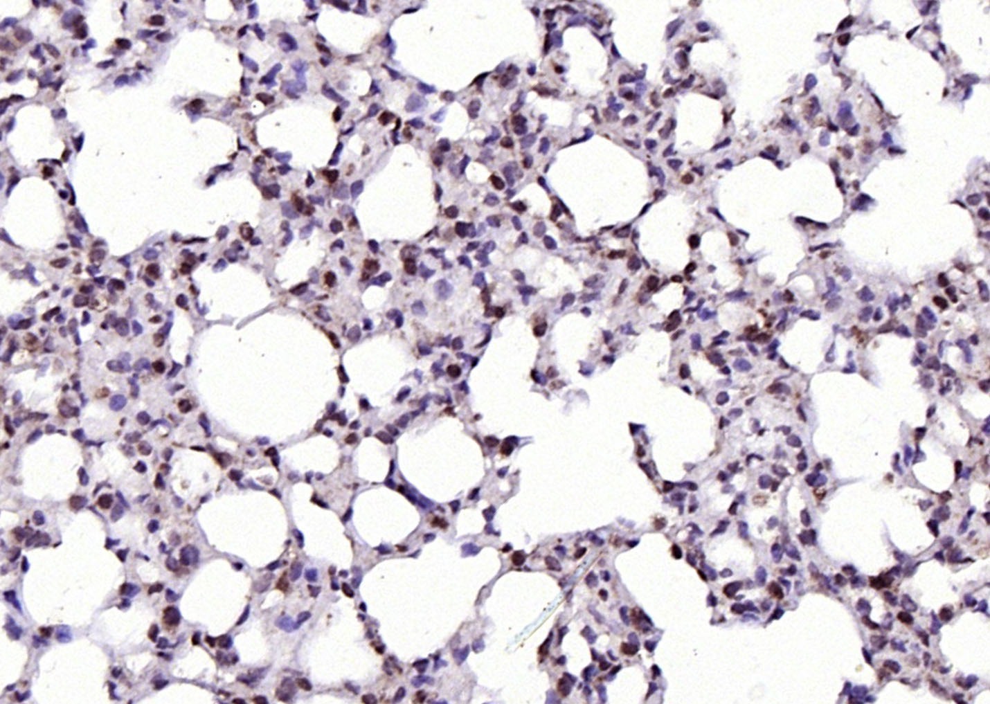 Anti-RGC32/C13orf15 Polyclonal Antibody