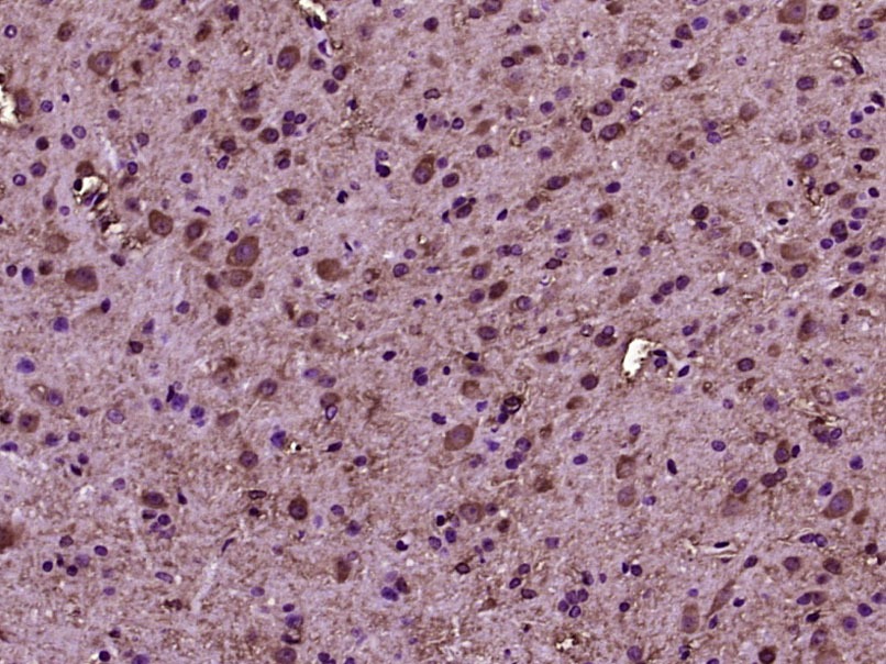 Anti-RhoA Polyclonal Antibody