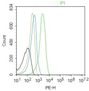 Anti-RIPK2 Polyclonal Antibody