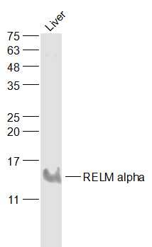 Anti-RELM alpha Polyclonal Antibody