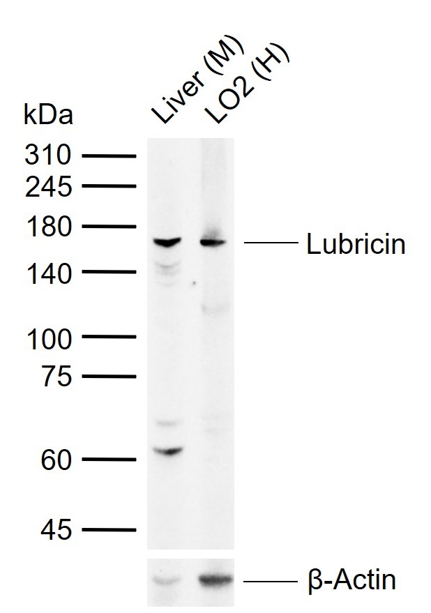 Anti-Proteoglycan 4 Polyclonal Antibody