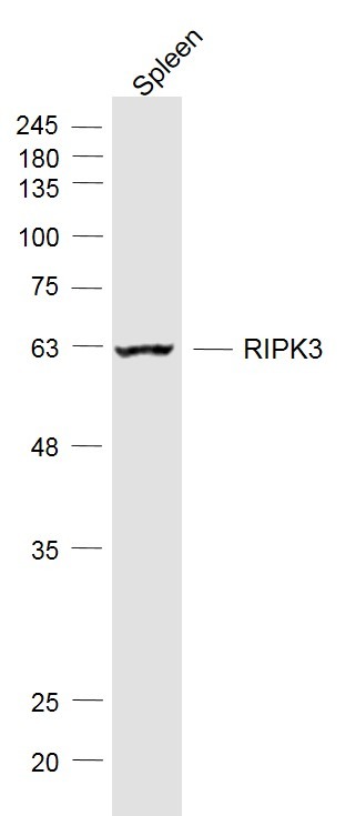 Anti-RIPK3 Polyclonal Antibody