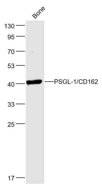 Anti-PSGL-1/CD162 Polyclonal Antibody