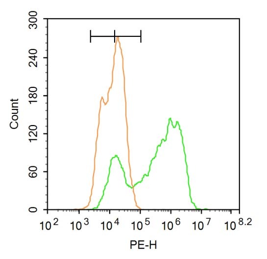 Anti-RBM20 Polyclonal Antibody
