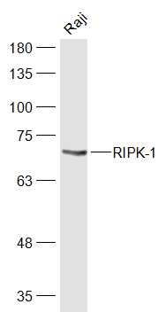 Anti-RIPK1 Polyclonal Antibody