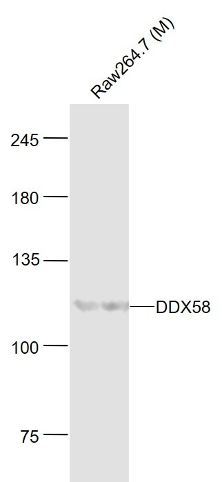 Anti-RIG-I Polyclonal Antibody