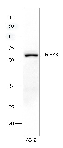 Anti-RIPK3 Polyclonal Antibody
