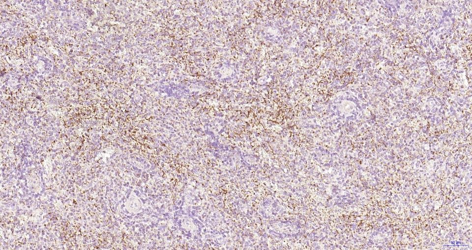 Anti-P-selectin Polyclonal Antibody
