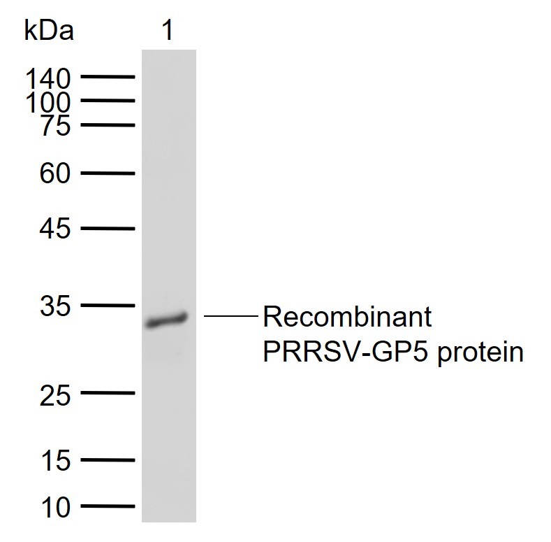 Anti-PRRSV-GP5 Polyclonal Antibody