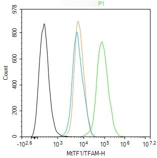 Anti-TFAM Polyclonal Antibody