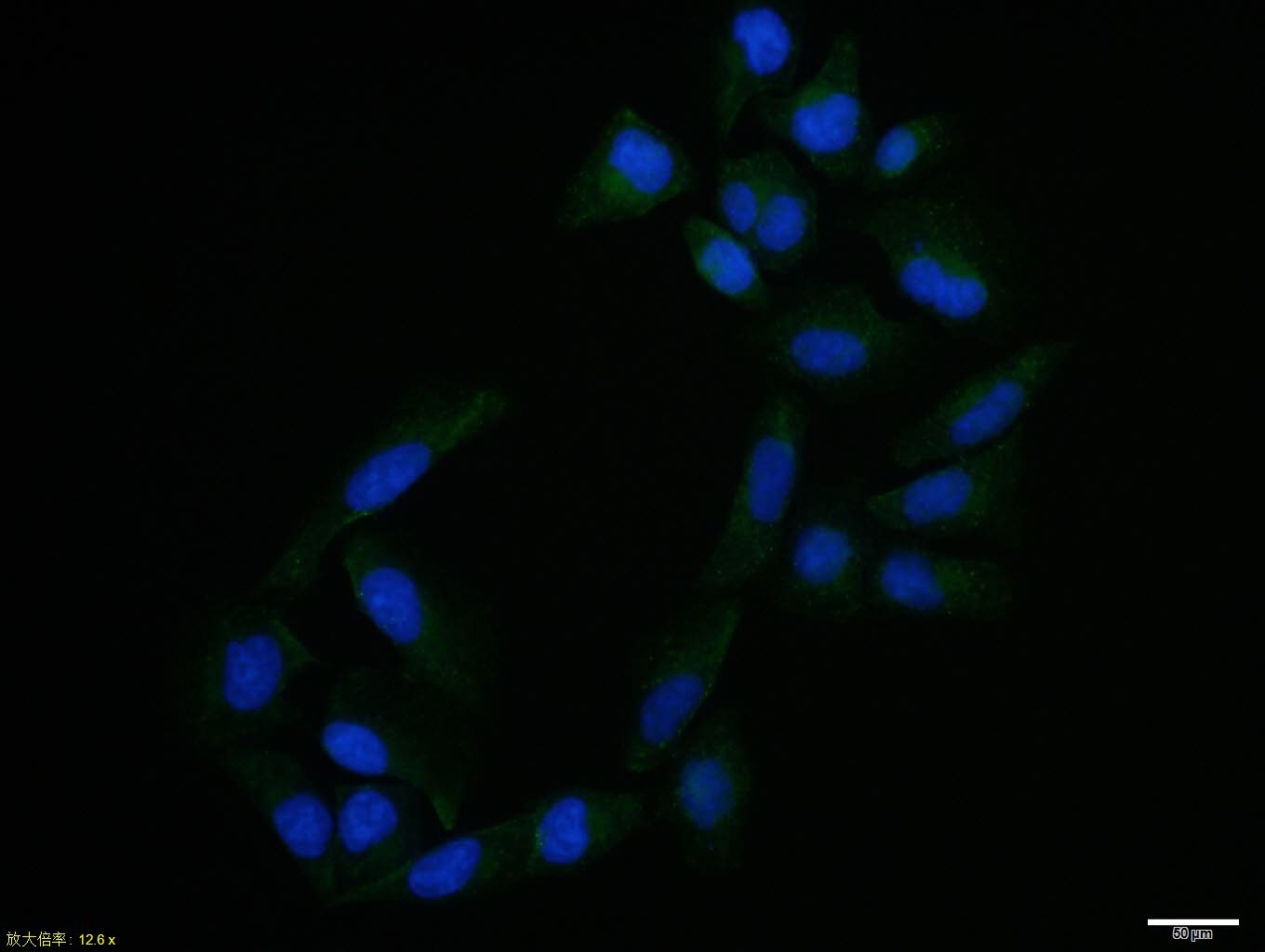 Anti-STAT5 Polyclonal Antibody