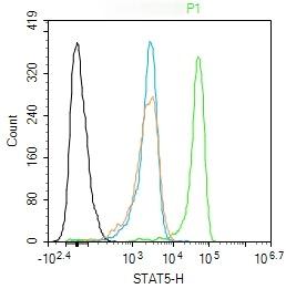 Anti-STAT5 Polyclonal Antibody
