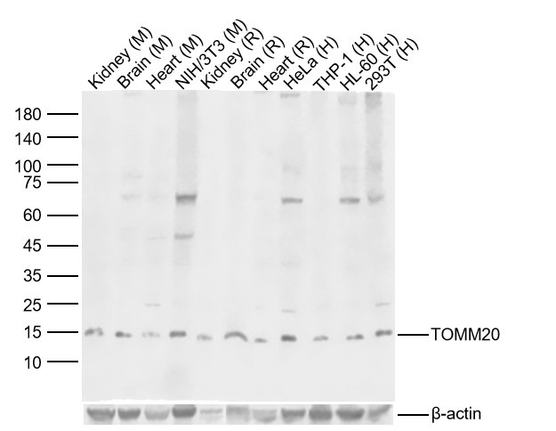 Anti-TOMM20 Polyclonal Antibody