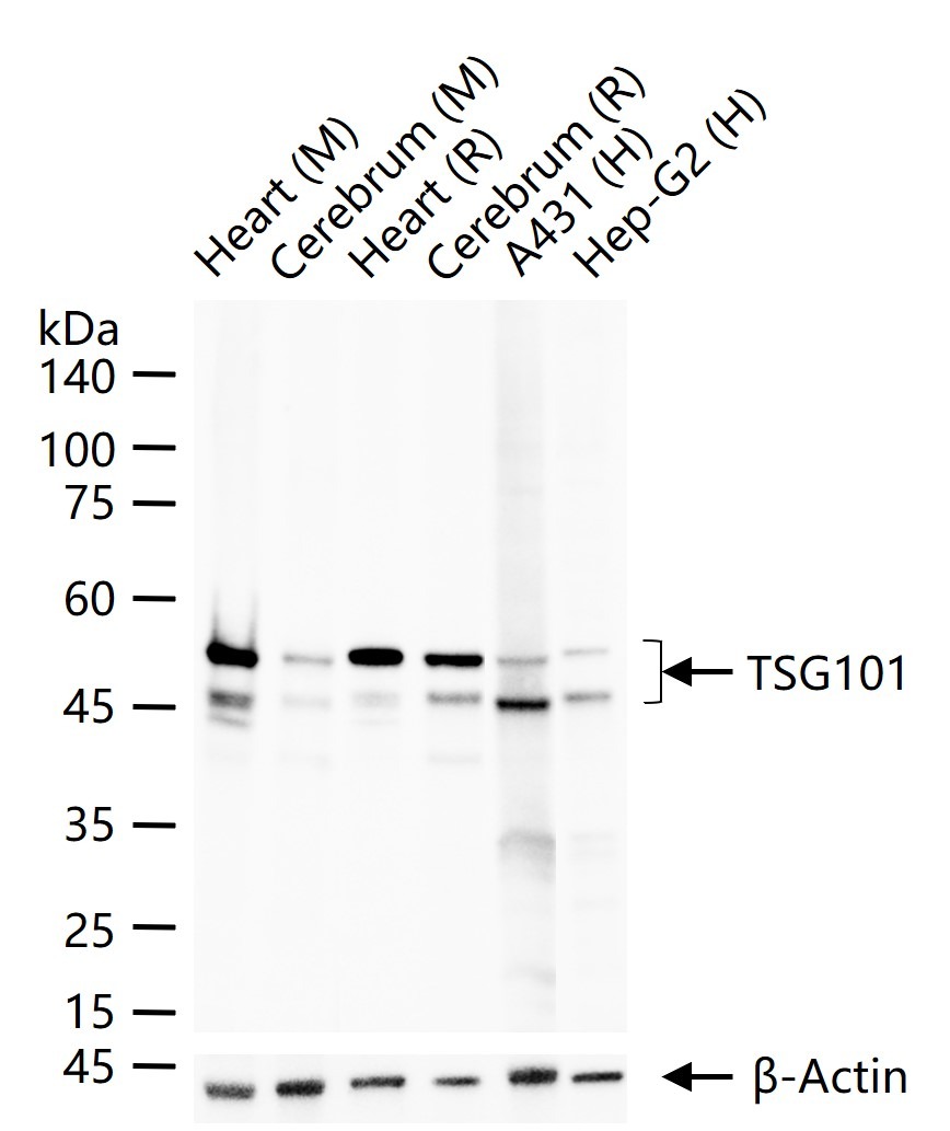 Anti-TSG101 Antibody (3B556)