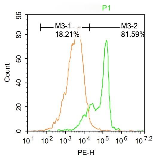 Anti-Titin Polyclonal Antibody