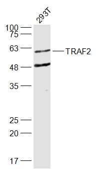 Anti-TRAF2 Polyclonal Antibody