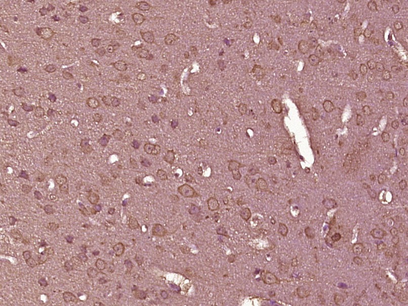 Anti-TLR3 Polyclonal Antibody