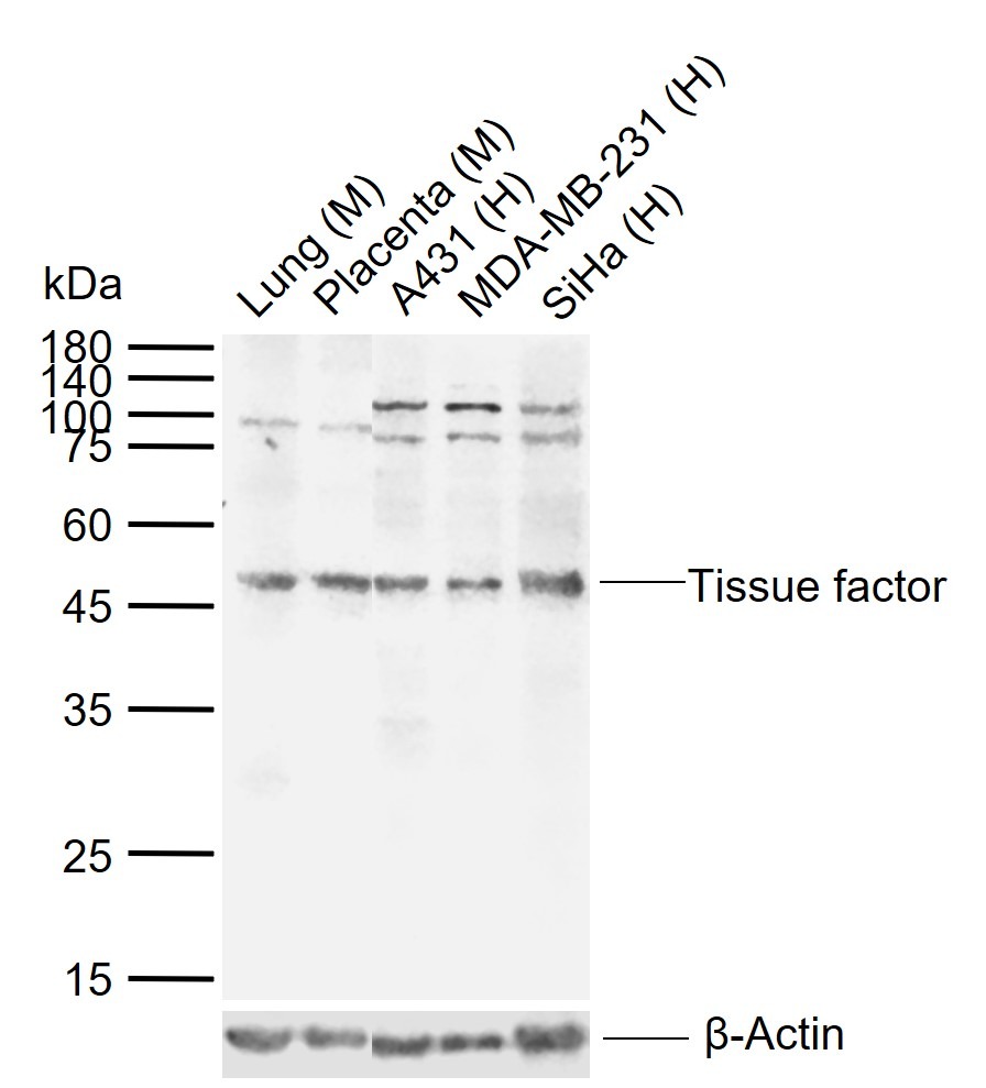 Anti-Tissue Factor Polyclonal Antibody